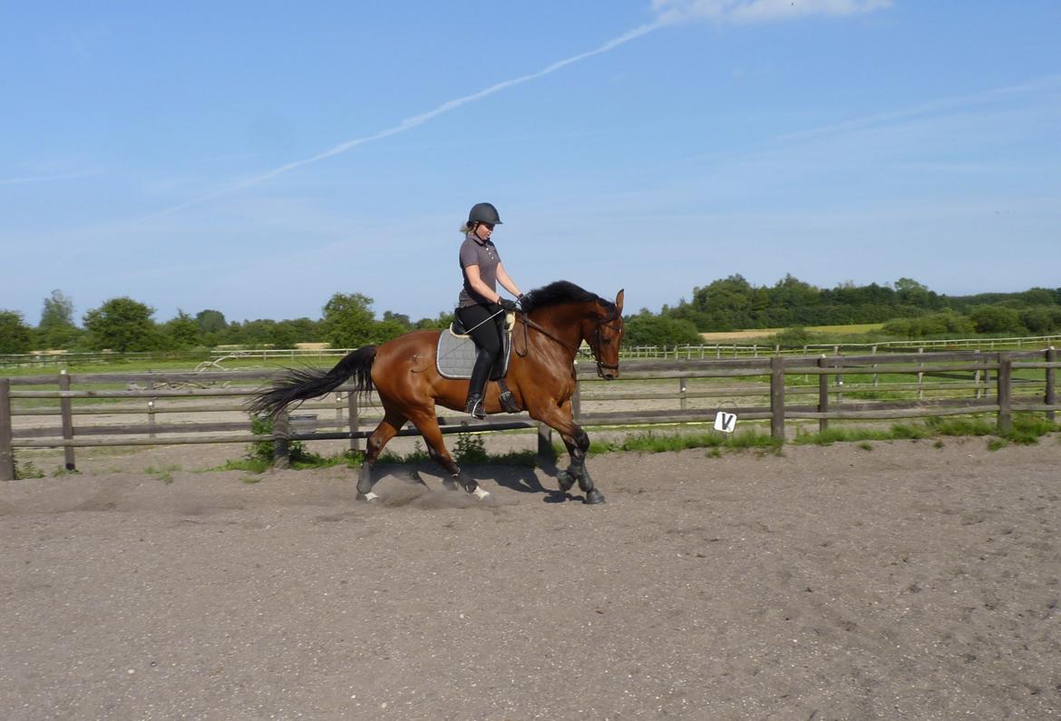 Dansk Varmblod Lodbogaards Savanna billede 9