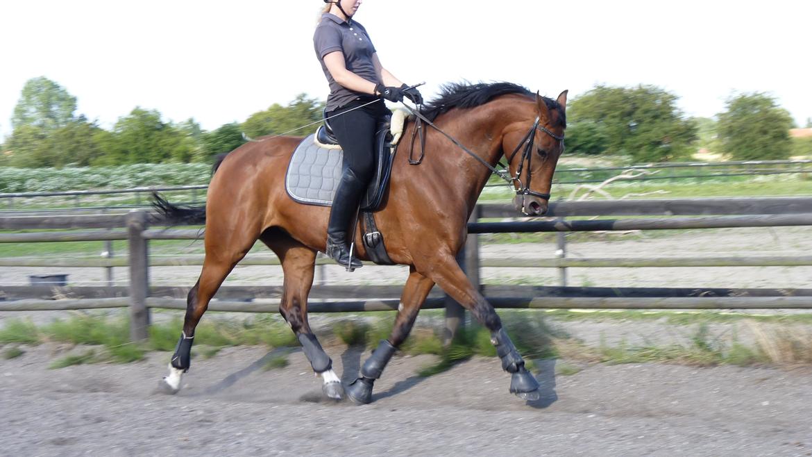 Dansk Varmblod Lodbogaards Savanna billede 10