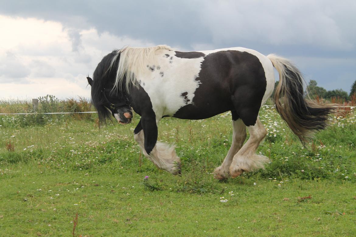 Irish Cob Dipsy - I'm sexy and I know it!;) billede 6