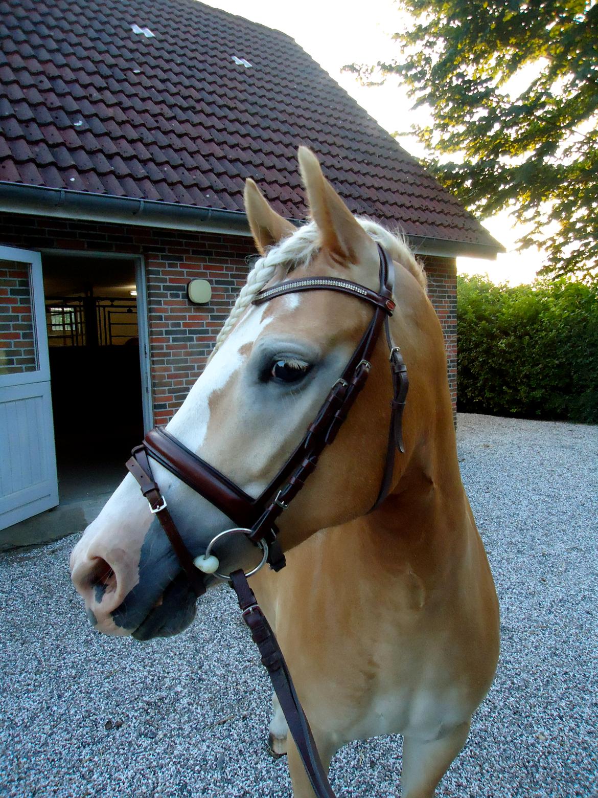 Haflinger Leris billede 11
