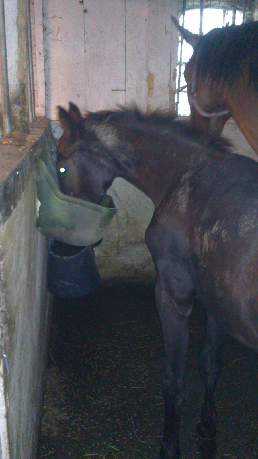 Dansk Varmblod Sabbil Zaviro *SOLGT* - Billede 18: Taget med mobil 3 august 2012. Zaviro spiser aftensmad :) billede 18