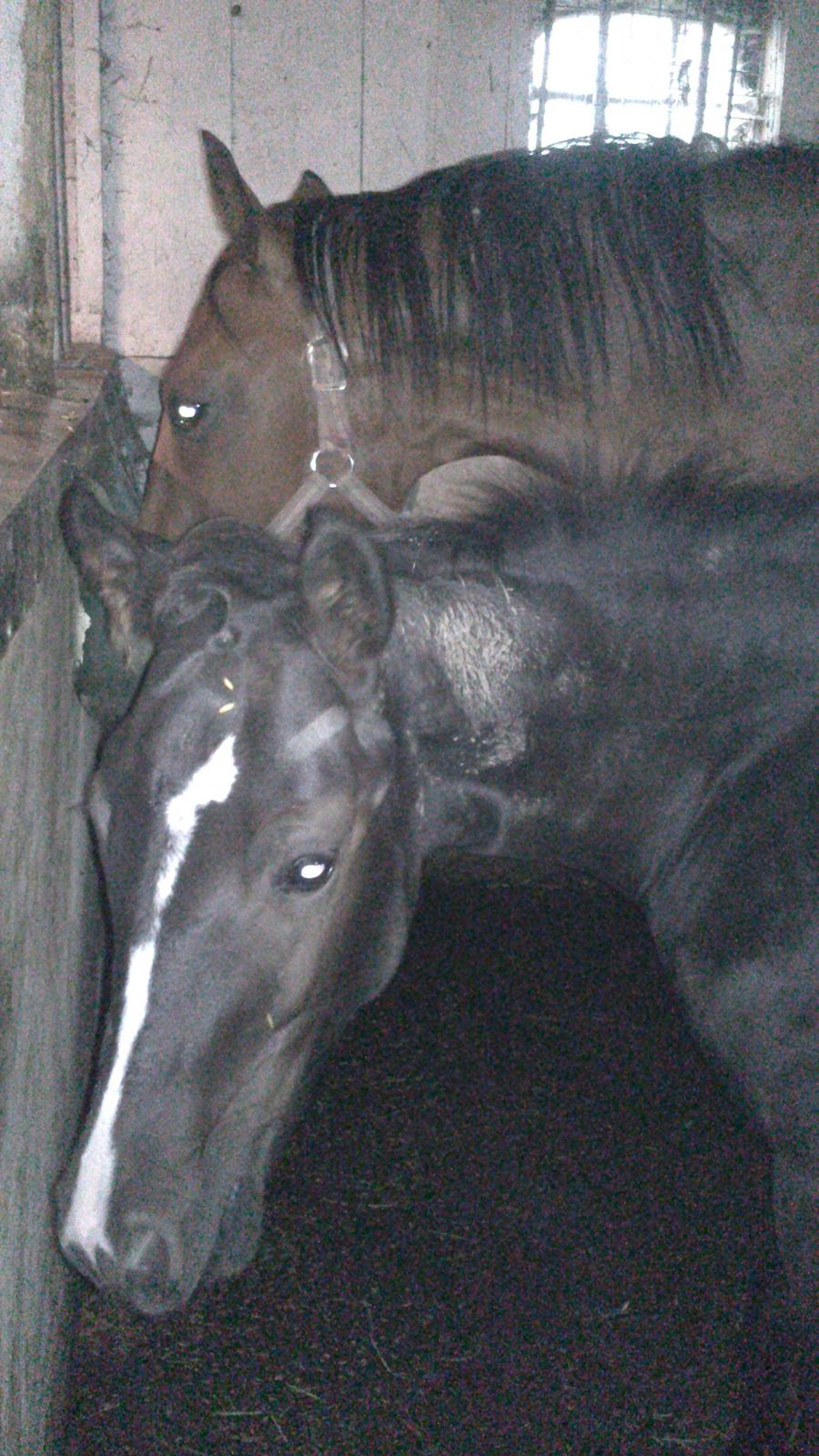 Dansk Varmblod Sabbil Zaviro *SOLGT* - Billede 19: Taget med mobil 3 august 2012. Zaviro i boksen billede 19