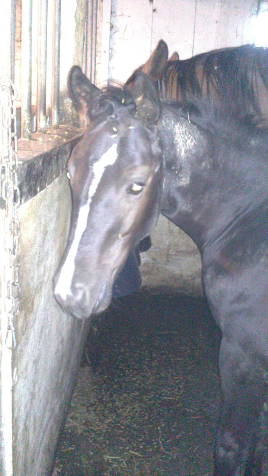 Dansk Varmblod Sabbil Zaviro *SOLGT* - Billede 20: Taget med mobil 3 august 2012. Zaviro kikker billede 20