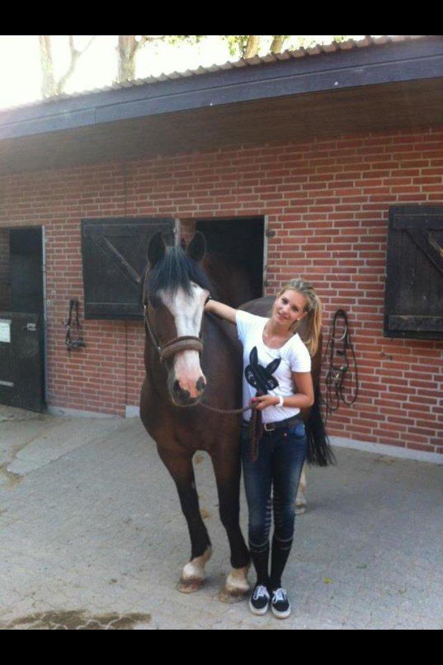 Irsk Sportspony Mr. Nicknack -min nye stjerne- billede 1