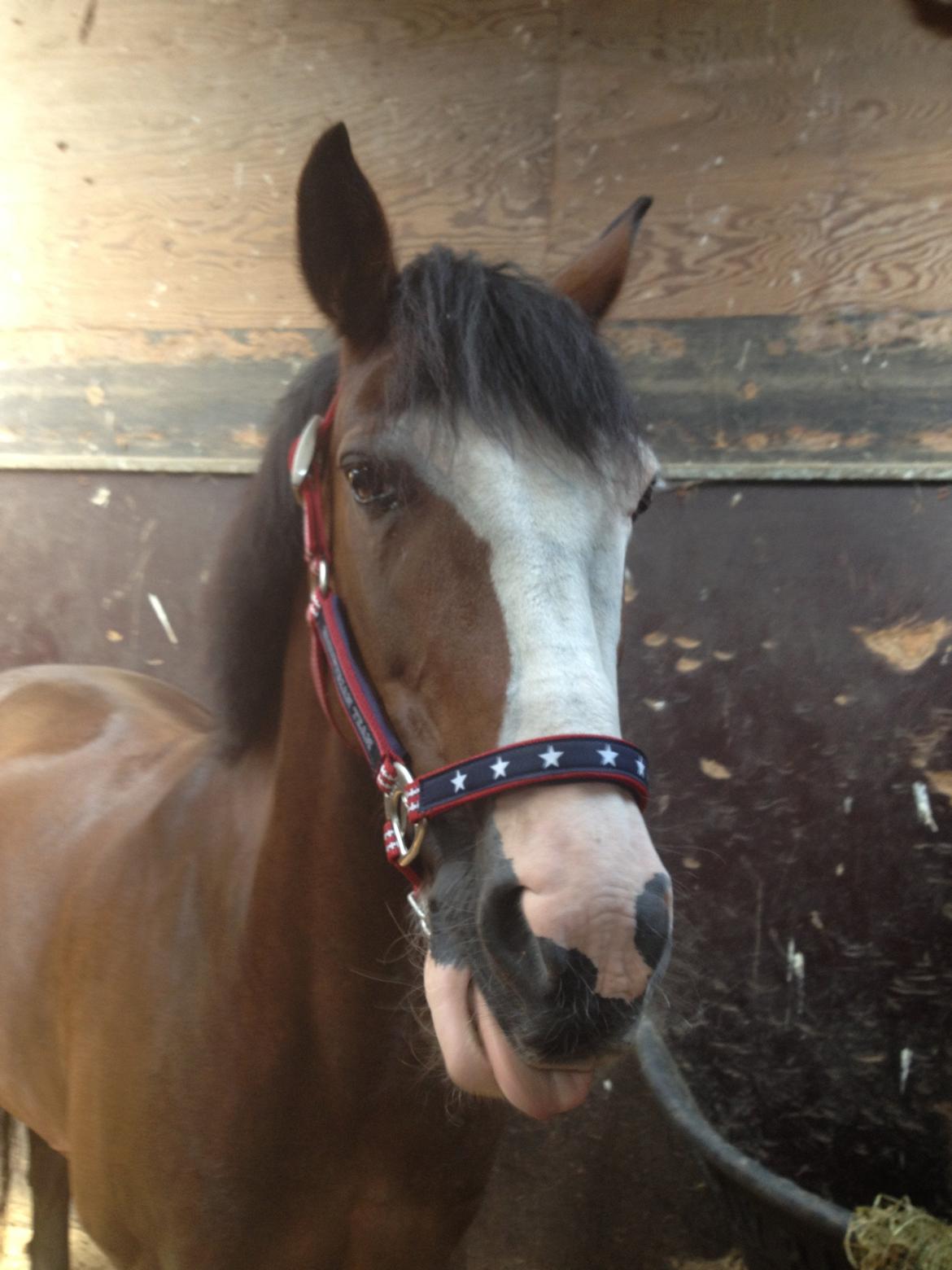 Irsk Sportspony Mr. Nicknack -min nye stjerne- billede 3