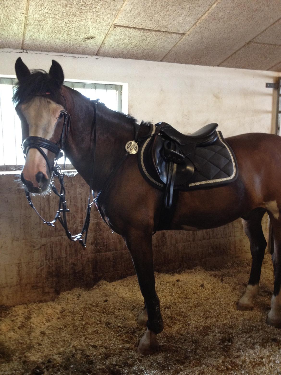 Irsk Sportspony Mr. Nicknack -min nye stjerne- billede 4