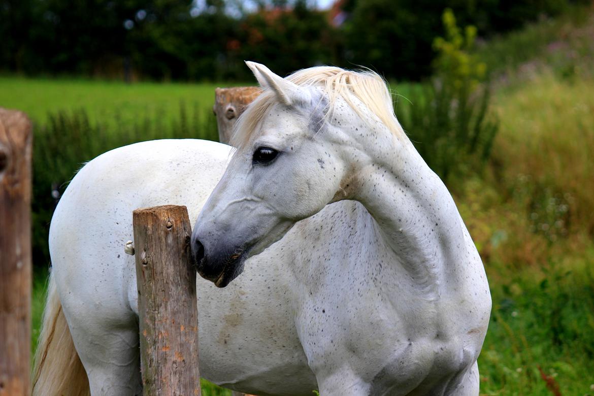 Anden særlig race My Silver Lady billede 16