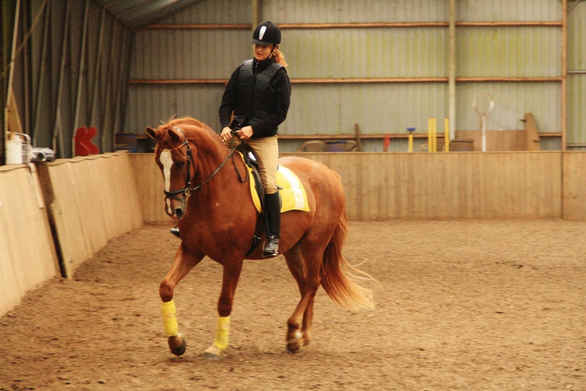 Dansk Varmblod Bucklands Kenai - velkommen til Kenais profil ;)<3 billede 1