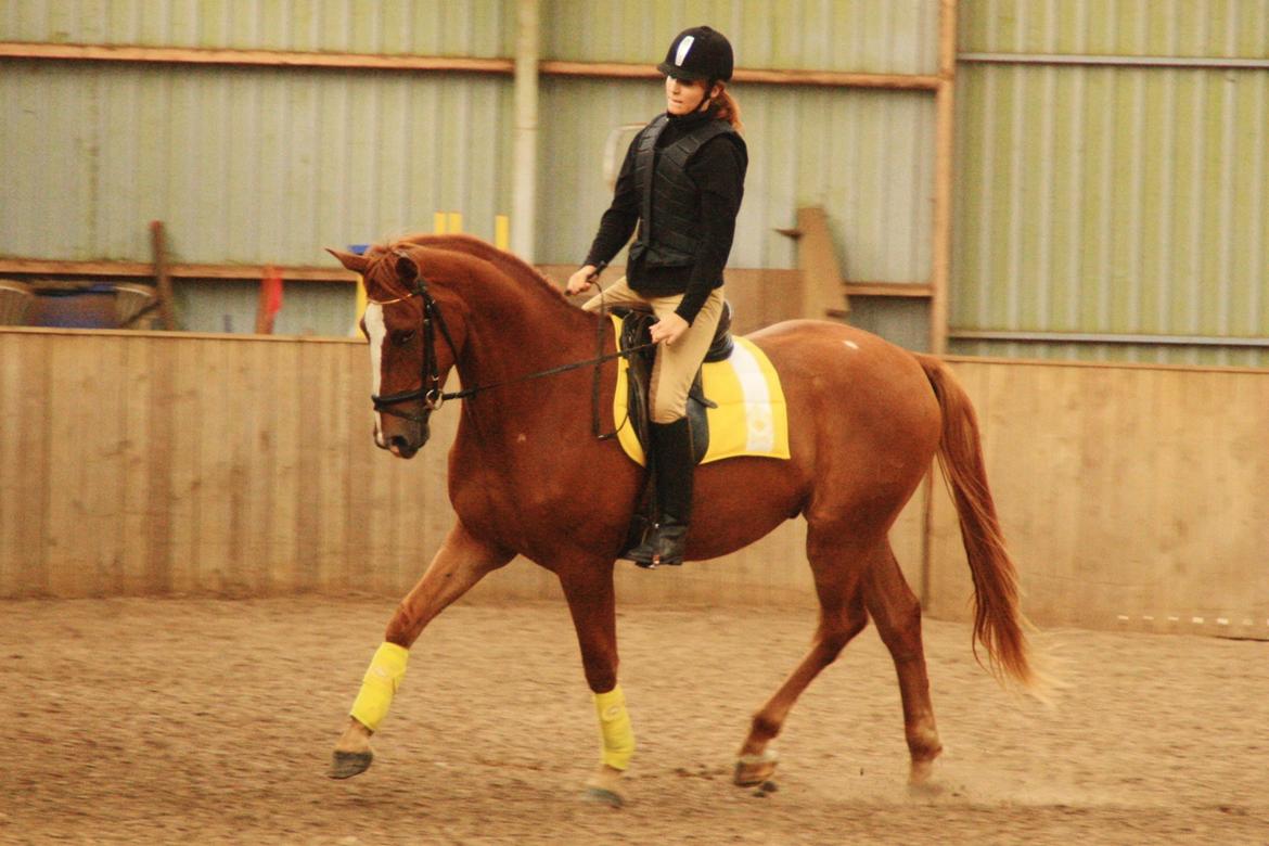 Dansk Varmblod Bucklands Kenai - Kenai 2 gang i ride hallen og 2 gang uden longe han var så god <3 billede 3