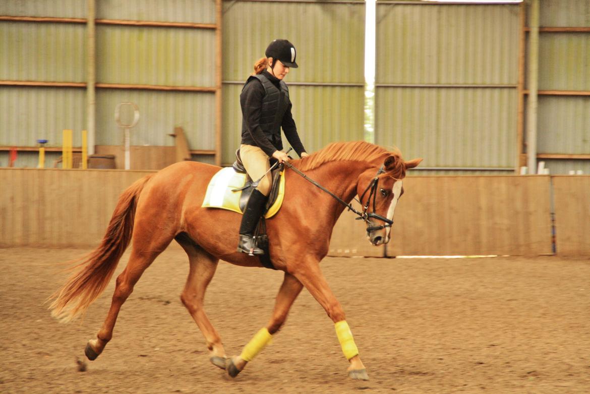 Dansk Varmblod Bucklands Kenai - flyv bamse flyv <3 billede 6