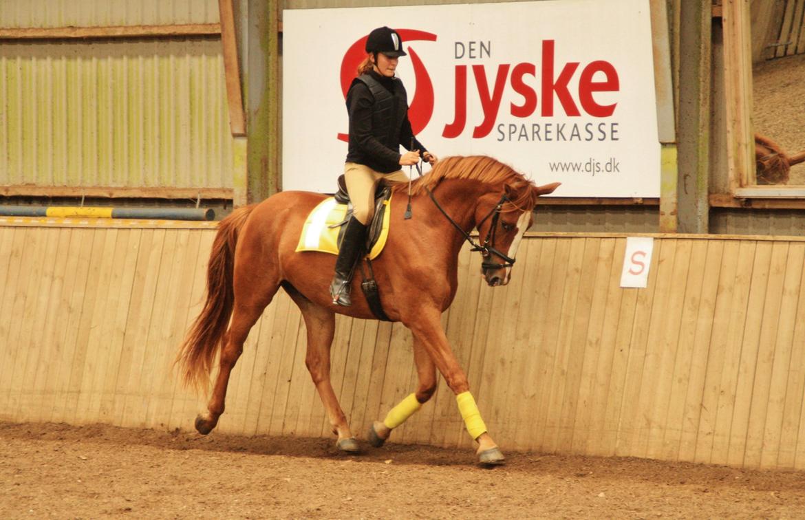 Dansk Varmblod Bucklands Kenai - så sød og dygtig og ung <3 billede 9