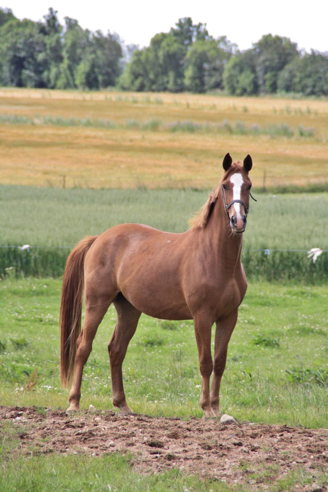 Dansk Varmblod Bucklands Kenai - glæden ved at komme ud til bassen og han ser sådan her ud når man kalder <3 billede 10