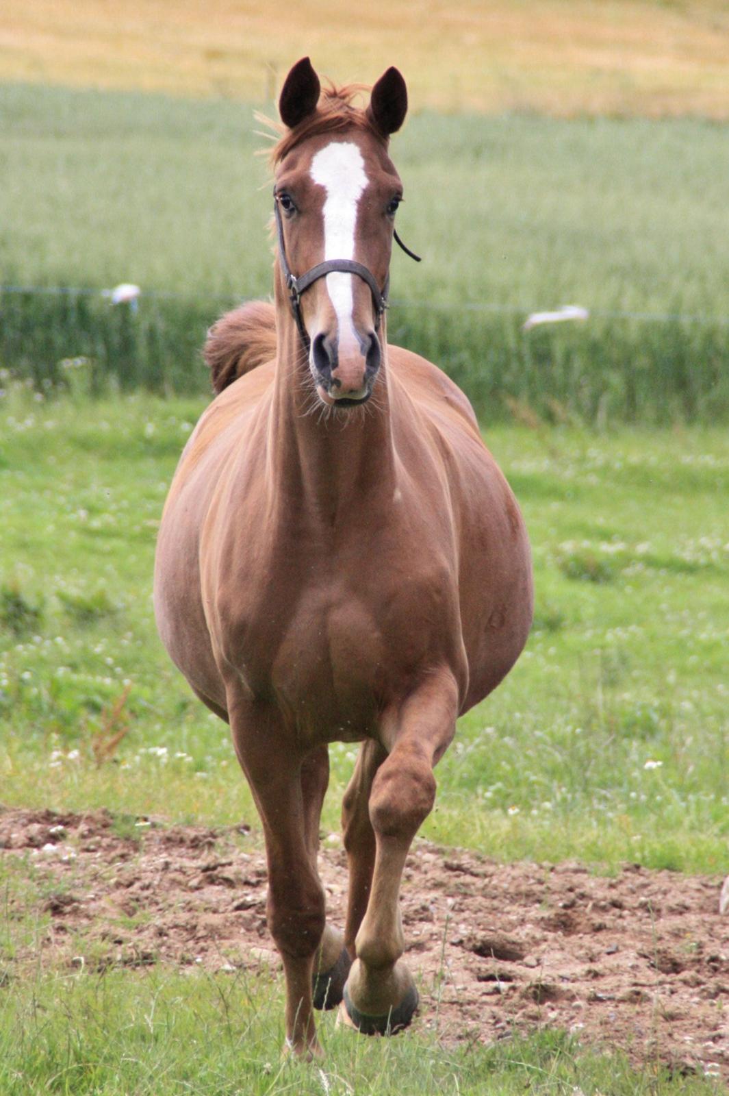 Dansk Varmblod Bucklands Kenai - Vild dyret <3 billede 5