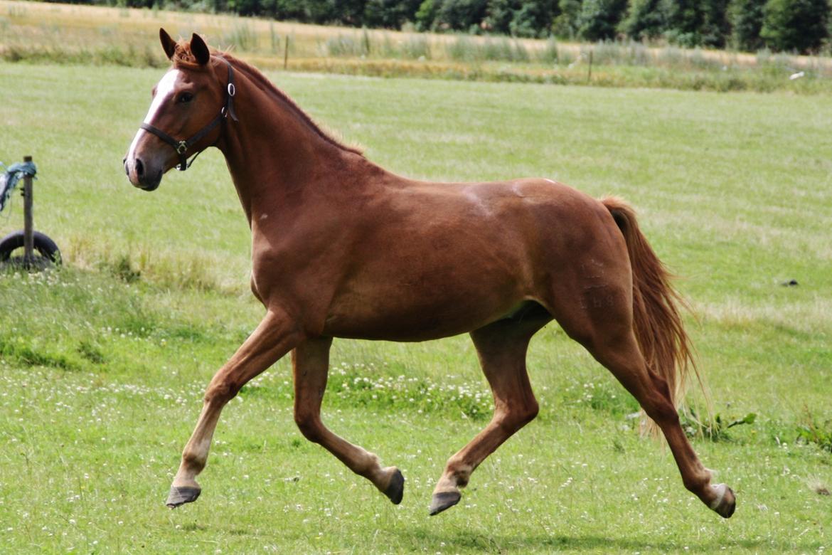 Dansk Varmblod Bucklands Kenai - blære måsen <3 billede 11