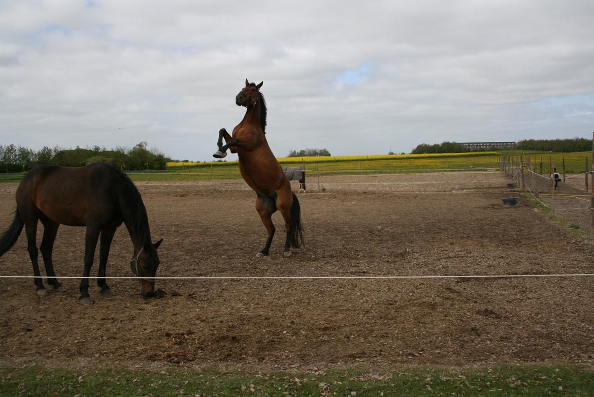 Oldenborg Mon´roe Hedegaard "Mudde" - 2007 forår, der løber en pony helt ude til højre, og så måtte  hun altså bare op på to ben :S!? billede 15