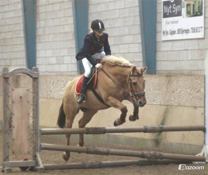 Anden særlig race Golden Dane aka. Bailey - Stævne 2008 <3 billede 10