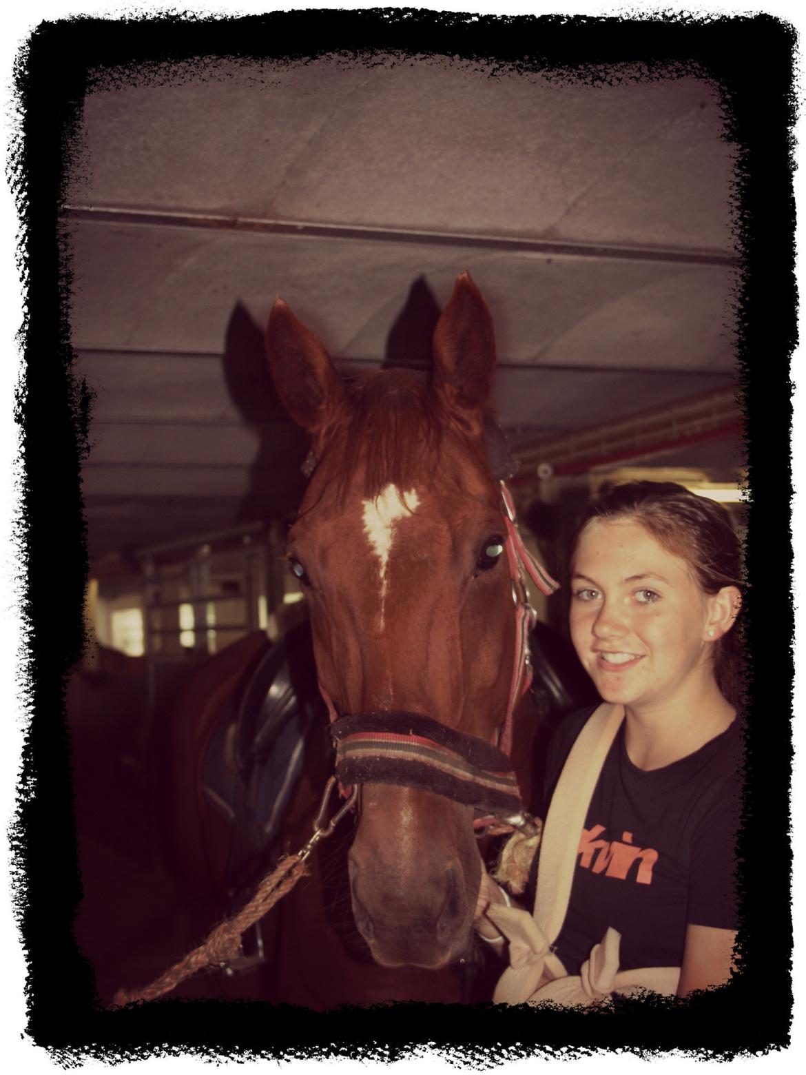 Hannoveraner Whisper billede 5