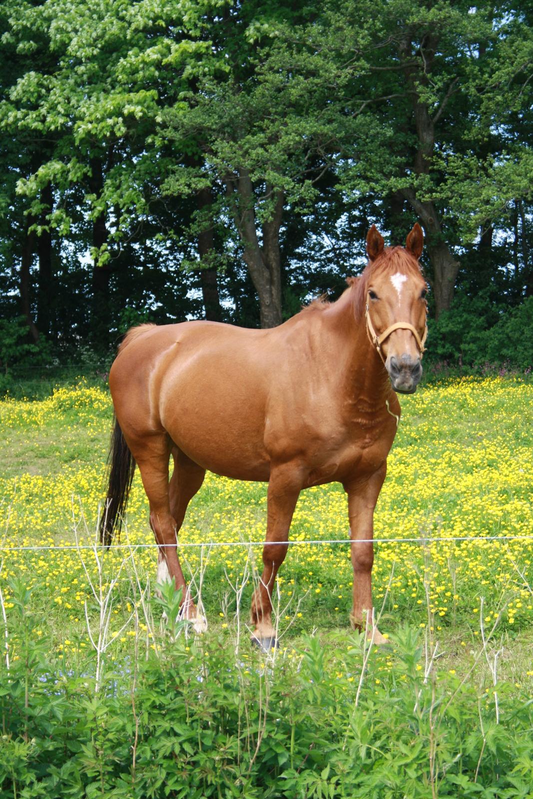 Hannoveraner Whisper - Sommer 2012 billede 8