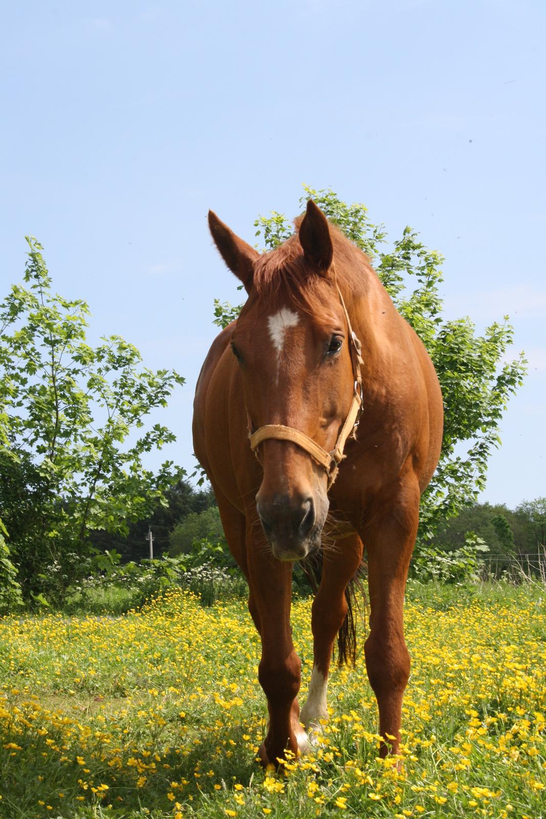 Hannoveraner Whisper - Sommer 2012 billede 10