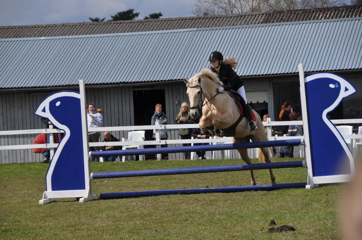 Palomino Bailey<3 - stævne i silkeborg. :) fik en andenplads i LB**. :D billede 6