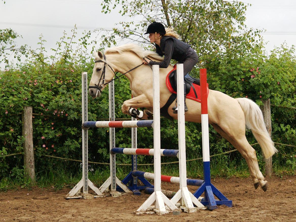 Palomino Bailey<3 - Højde spring. :) 
Sprang 150 cm den dag. :D billede 9