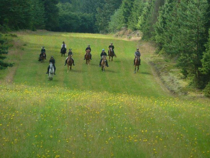 Anden særlig race Dundee<3 - galop i skoven! med dundee i front! billede 12