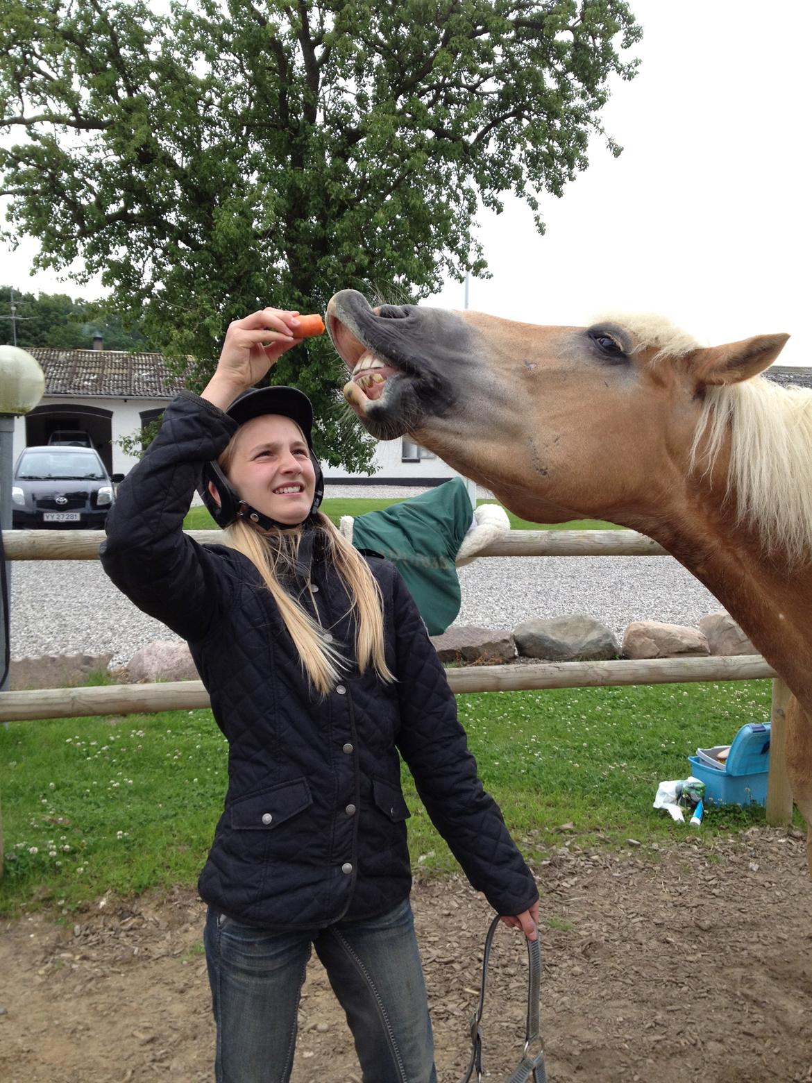 Haflinger Lucky billede 6