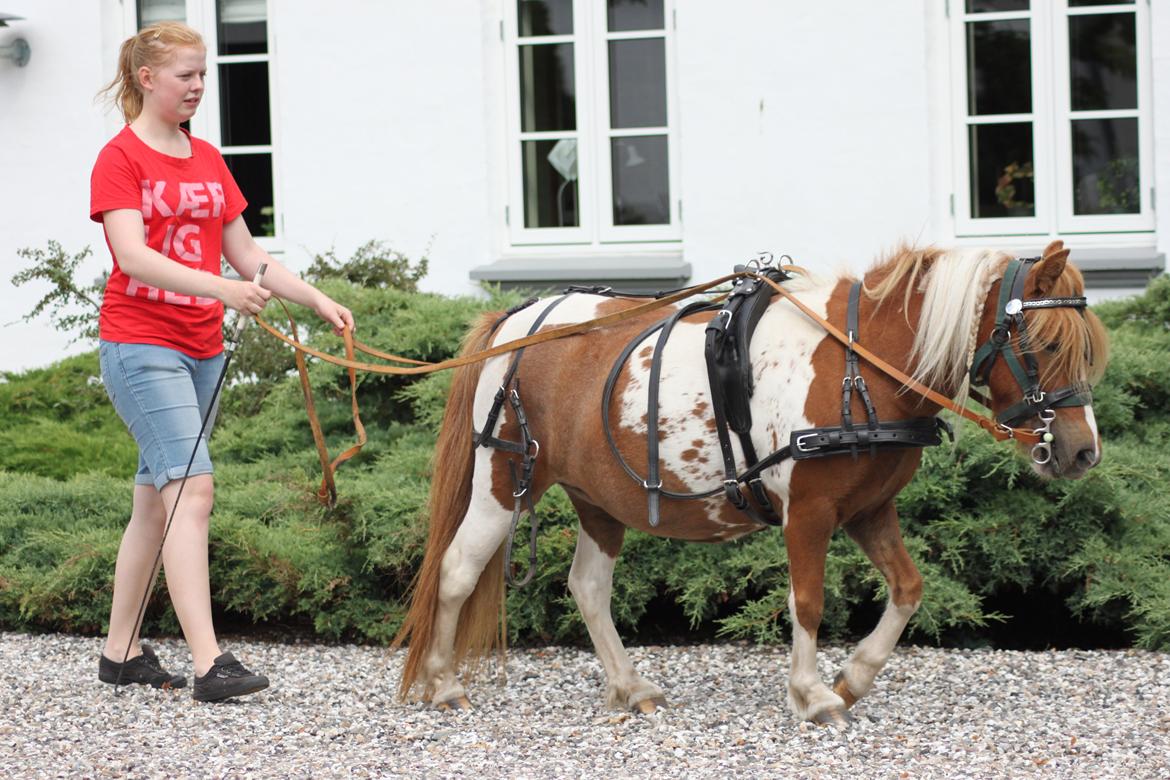 Shetlænder Sindholts Dixie - Line og Dixie for lange liner, første gang med bid og Lines debut
- 3. august billede 17