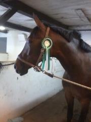 Anden særlig race St. A. Washeba - GSPR 29-07-2012, en 3. plads i LC2 :)  billede 5
