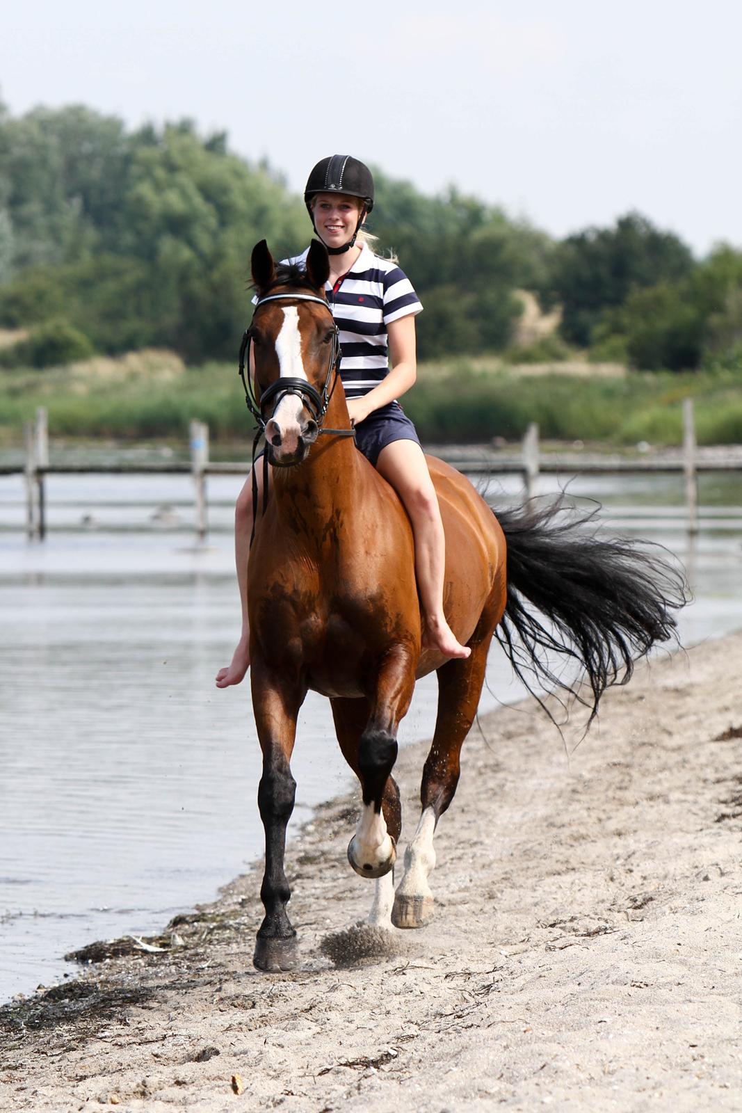 Hannoveraner Little Miss Lesly - Tur på stranden billede 8