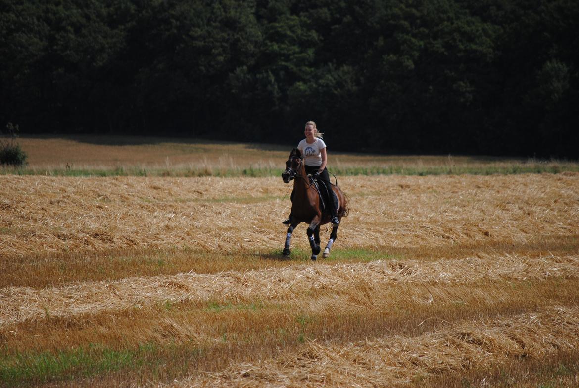 Arabisk fuldblod (OX) Fighter OX 955 billede 19