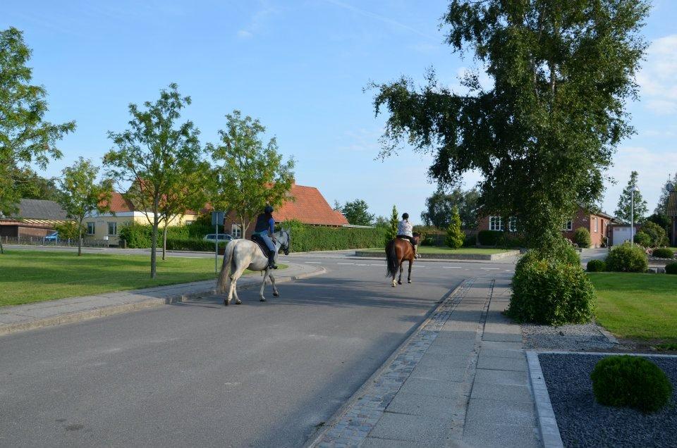 Holstener Melody XII billede 9