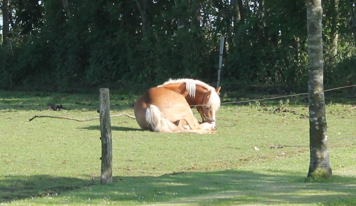 Haflinger Lucky billede 10