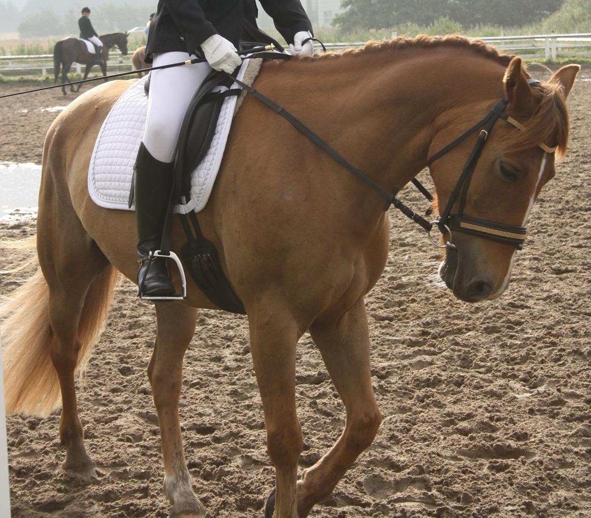 Hollandsk Sportspony Baloubet - Foto: Lotte. (Charlotte H) billede 15