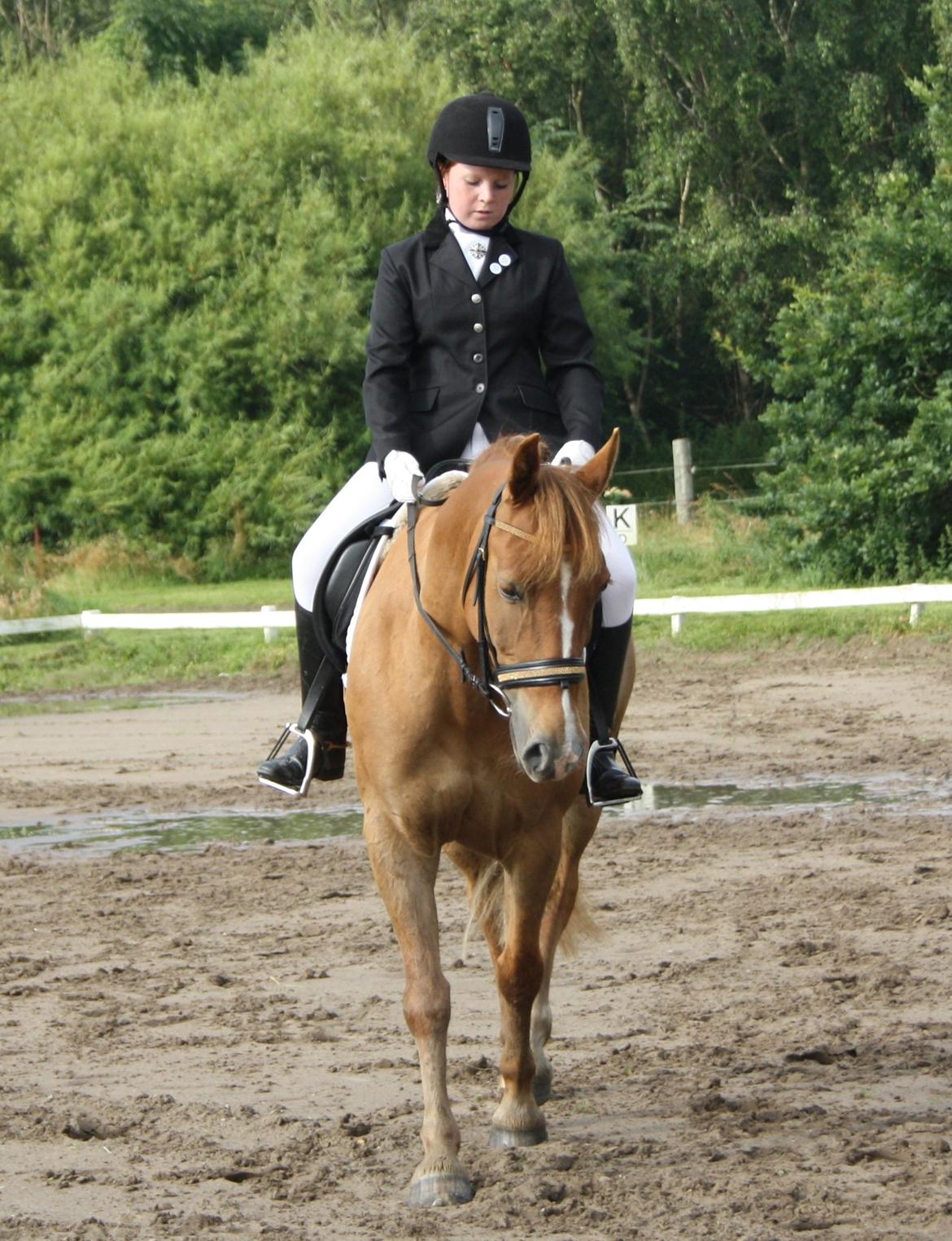 Hollandsk Sportspony Baloubet billede 16