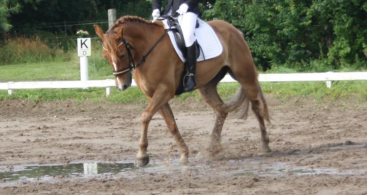 Hollandsk Sportspony Baloubet - Stævne Jetsmark billede 9