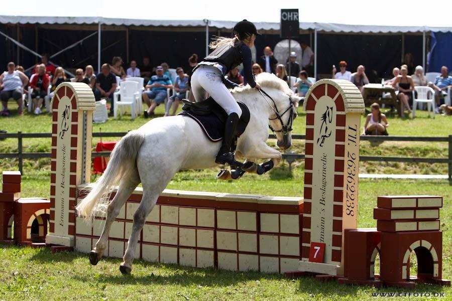 Irsk Sportspony Tigger Wallis - Lækker pony over muren til C-stævne i OHR ♥ billede 9