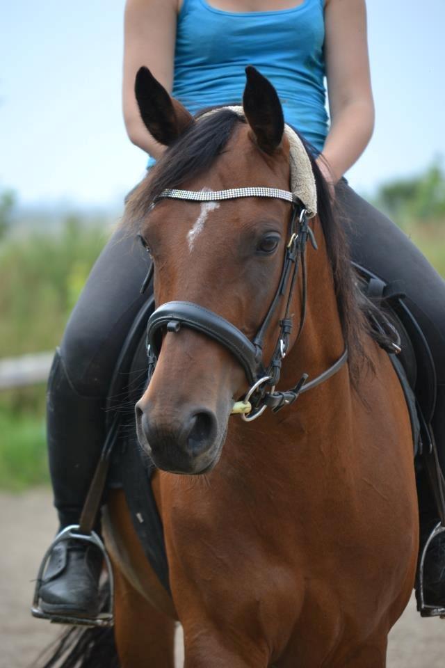 DSP Juliane Søblink<3 - smukke pony <3 billede 1
