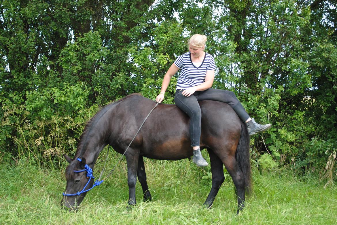 New Forest Gay Countess cantana - ren hygge billede 17