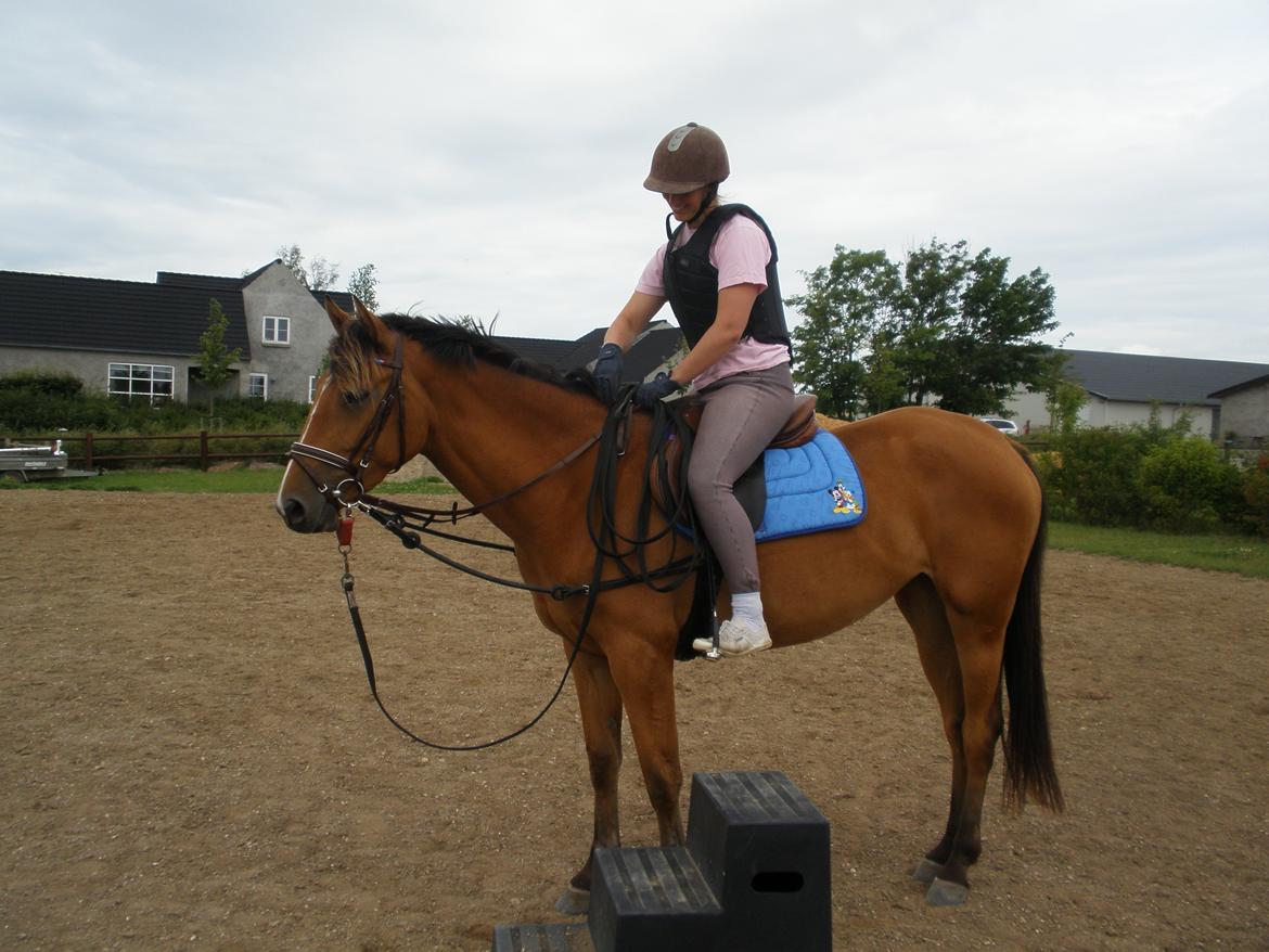 Anden særlig race Dyssegaardens Ameidy † - 04-08-2012 billede 18