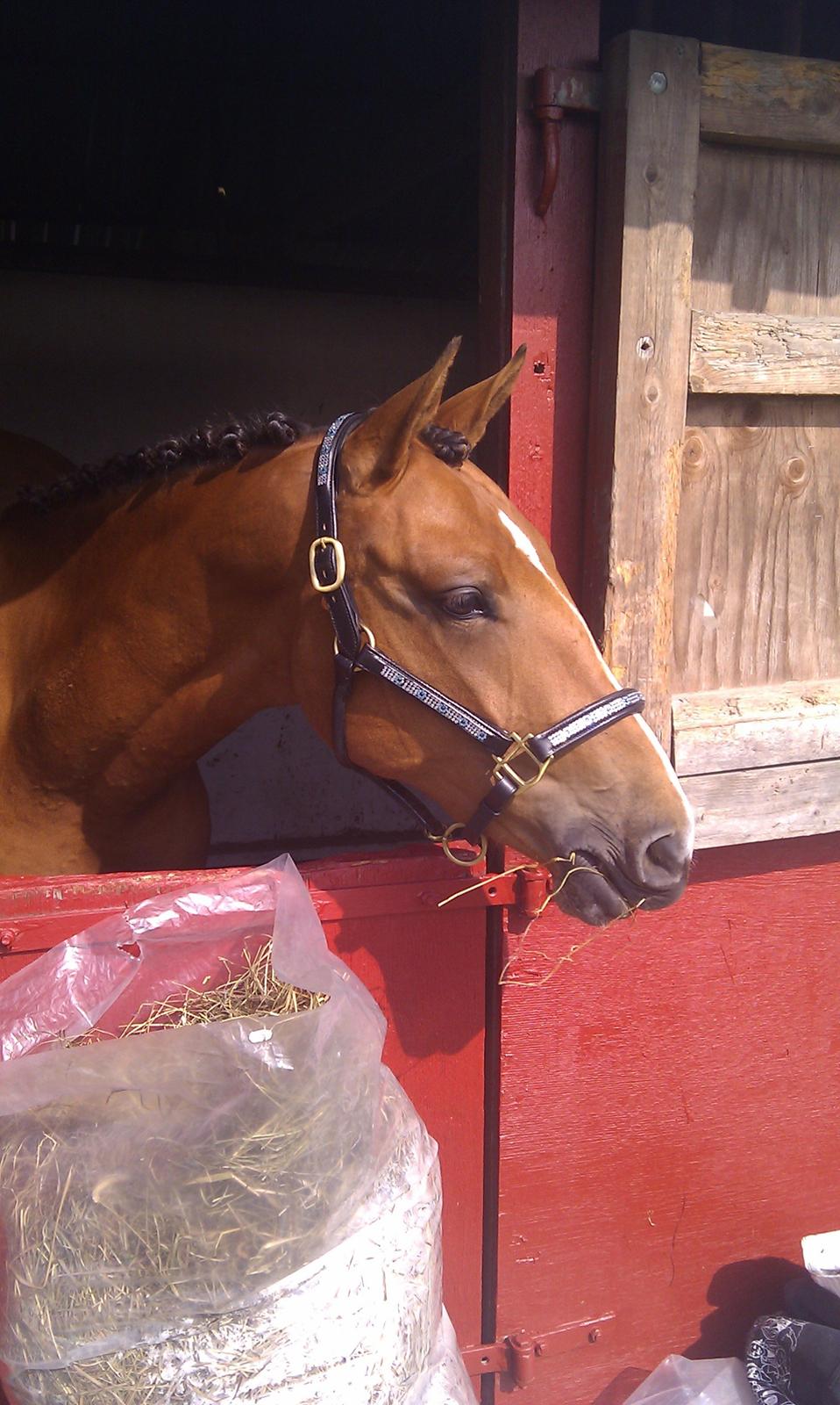 Anden særlig race Dyssegaardens Ameidy † - Ameidy med sin nye grime. september 2011 billede 19