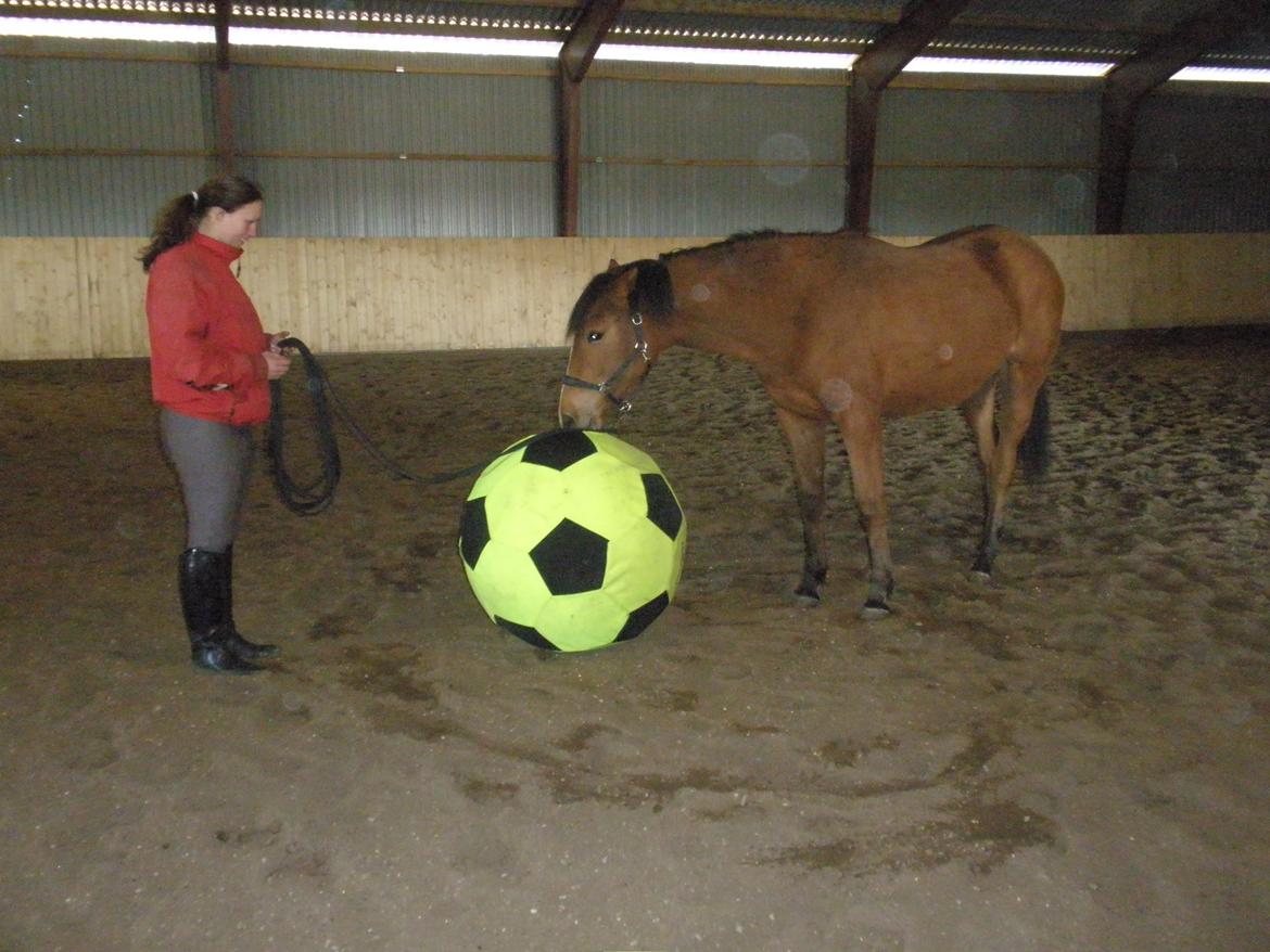 Anden særlig race Dyssegaardens Ameidy † - 27-03-2011 billede 20