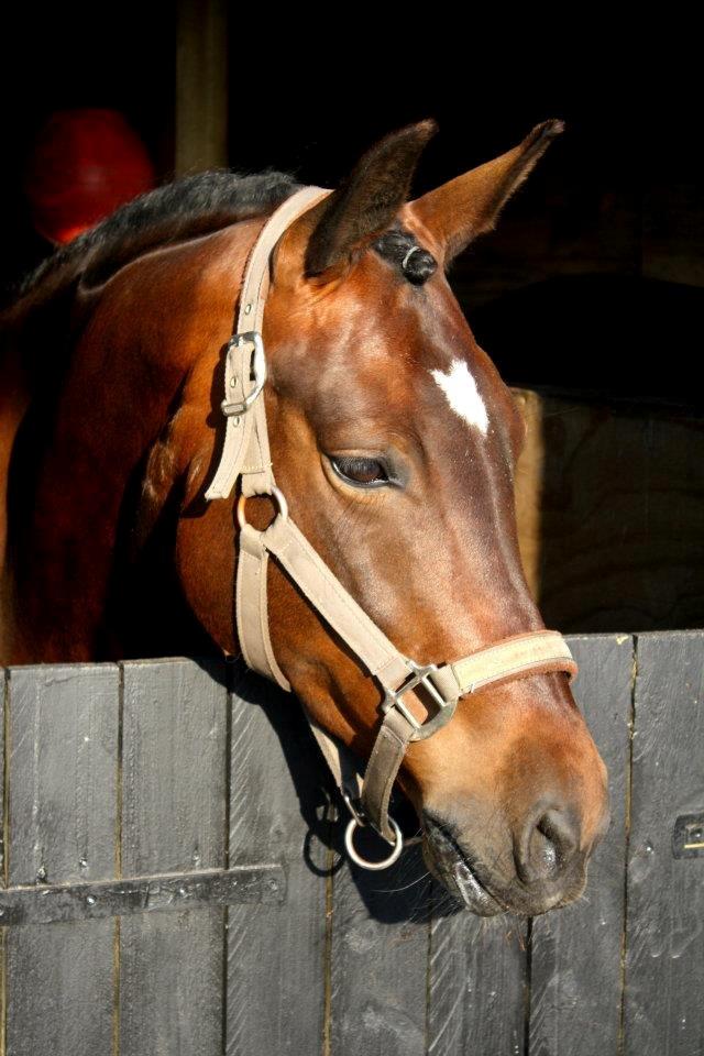 New Forest Stougårds Ofelia - I mine øjne er du den BEDSTE Ofelia<3 billede 1