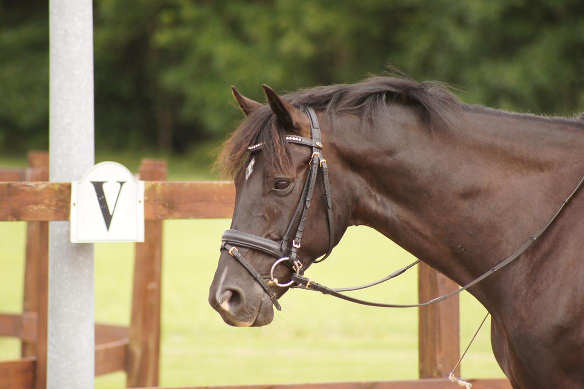 Dansk Varmblod Gørklintgårds Schufro Boy billede 14