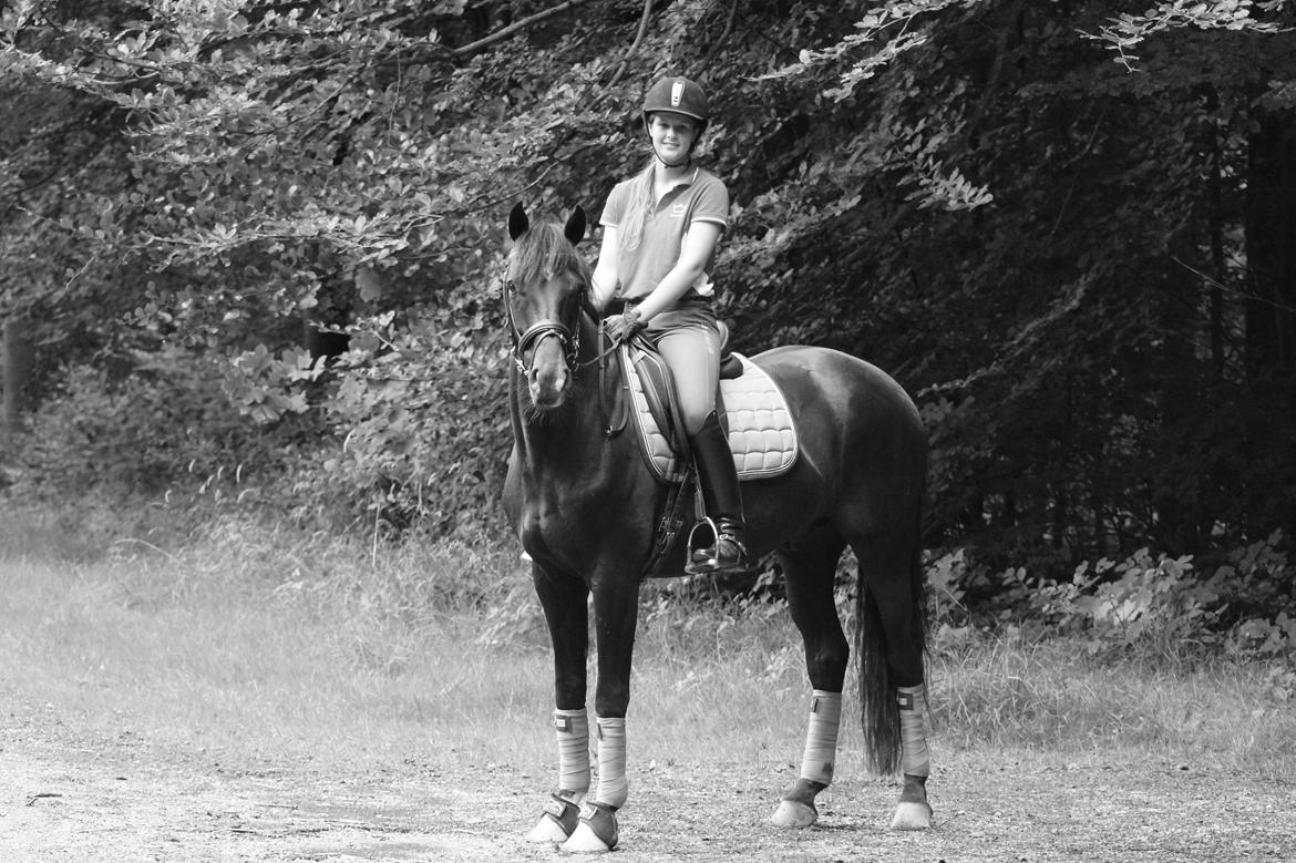 Dansk Varmblod Gørklintgårds Schufro Boy billede 7