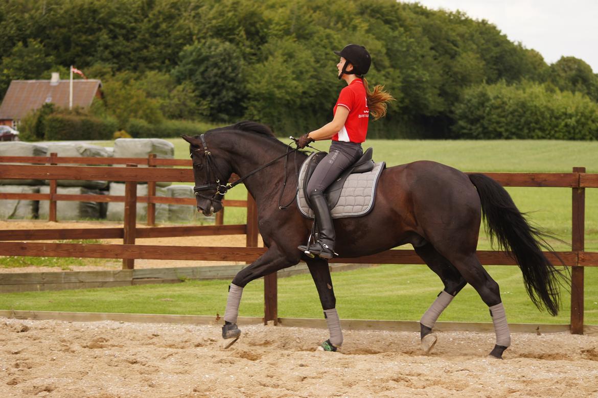 Dansk Varmblod Gørklintgårds Schufro Boy billede 11