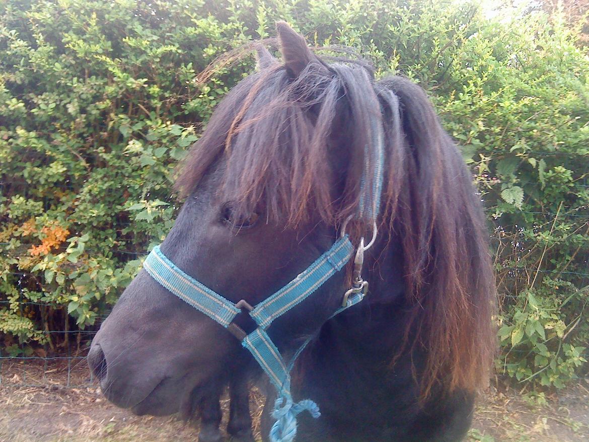 Miniature kim buller håber du har det godt<333333333 billede 4