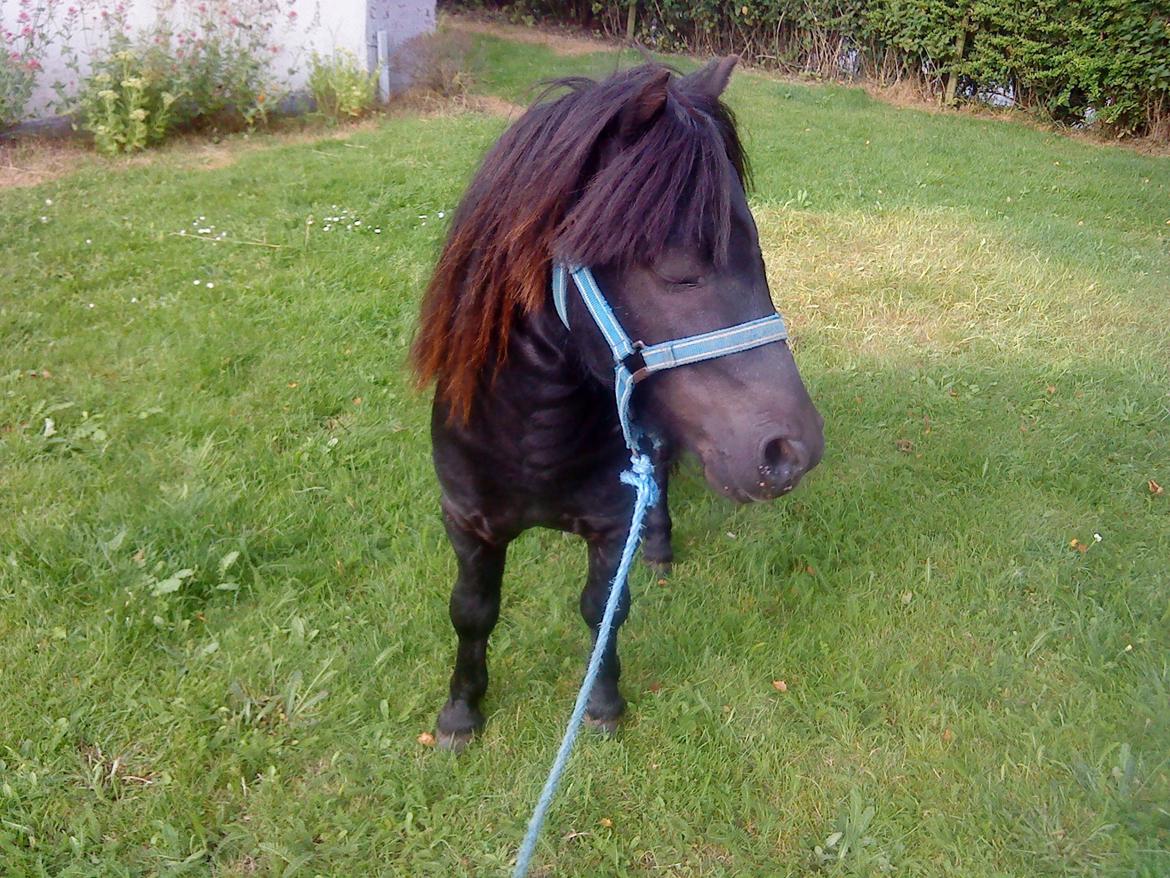 Miniature kim buller håber du har det godt<333333333 billede 5