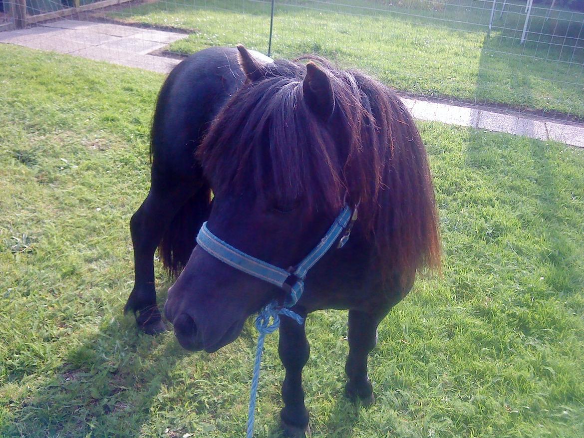 Miniature kim buller håber du har det godt<333333333 billede 6