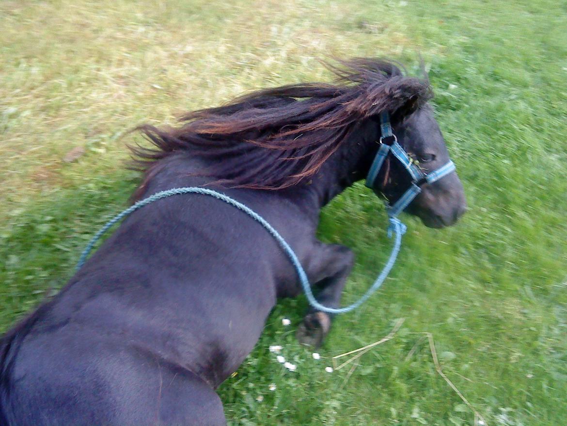 Miniature kim buller håber du har det godt<333333333 billede 7